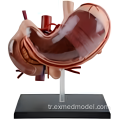 İnsan mide anatomisi modeli